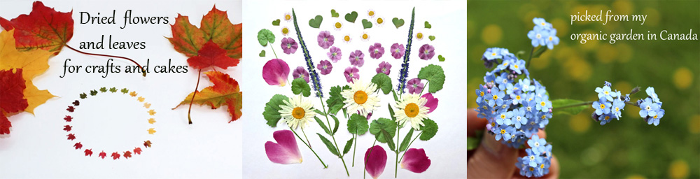 pressed edible flowers