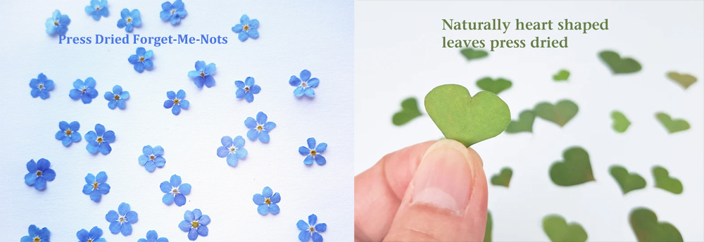 pressed forget me nots and tiny flowers for resin